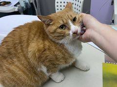 -关爱宠物医院·猫科中心·消化科(滨湖万达分院)