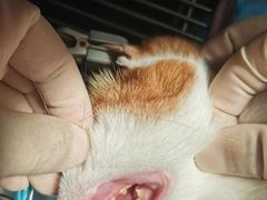 -佳雯宠物医院(四明中路分院)