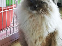 -Cappucimeow猫咪咖啡馆(韦伯时代店)