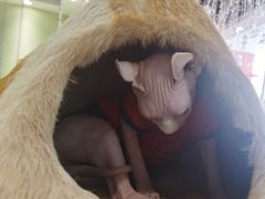 -藏猫猫咖啡主题馆(中央大道店)