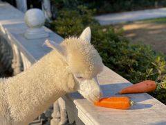 -J Create城市露营咖啡·简餐·宠物(上海动物园店)