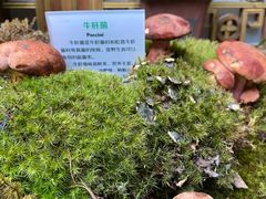 -蔼若春.传承三十年云南菜(金碧公园店)