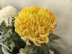 -杭州植物园