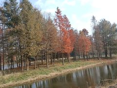 -东平国家森林公园