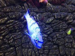 -芜湖新华联大白鲸海洋公园