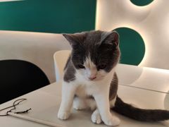-飞行喵MR PILOT|猫舍·猫咖(静安大融城店)
