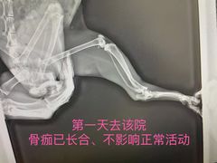 -邢大夫动物医院