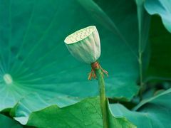 -羊亭河湿地公园