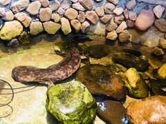 -印象鲵宴·张家界地标美食名片(溪布街店)