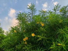 -南国桃园旅游度假区