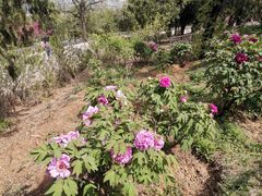 -北京西山国家森林公园