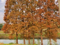 -两河城市森林公园