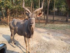 -清迈夜间动物园