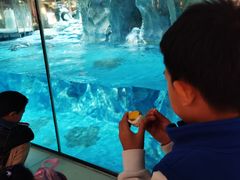 -帝企鹅自助餐厅•儿童岛•真企鹅(长隆企鹅酒店)