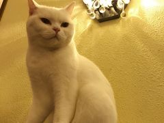 -more than meow吴止猫主题餐厅(承德 中船汇店)