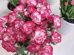 -三旗百汇商品城