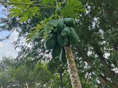 -中国科学院西双版纳热带植物园