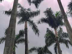 -荔香公园
