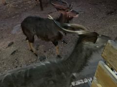 -清迈夜间动物园