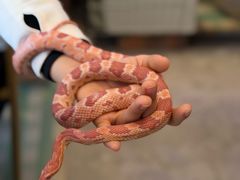 -吉丁鸟咖·异宠·寄养