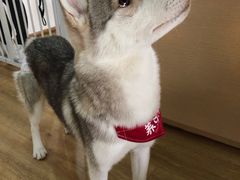 -Husky Go! 哈士奇体验馆·宠物咖啡厅狗咖