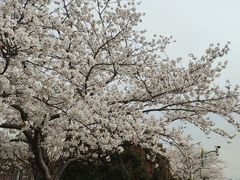 -高东镇樱花园