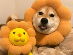 -辣盆盆麻辣小龙虾(哈尔滨总店)