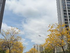 -金鸡山公园