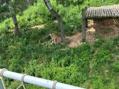 -西霞口神雕山野生动物世界