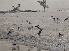 -青岛第二海水浴场