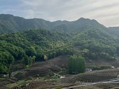 -龙坞茶村