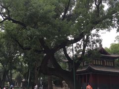 -晋祠公园