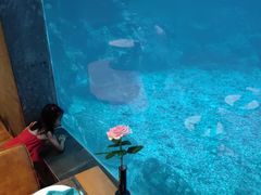 -海棠湾洲际-涛·海底餐厅·美人鱼·自助餐·海底隧道