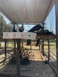 -上美四季动物农场