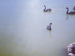 -天津东丽湖风景区