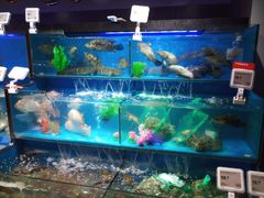 水产区-盒马鲜生(馥邦国际店)