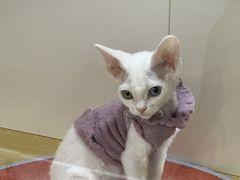 -青奢宠物·青奢猫舍