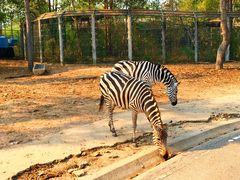-清迈夜间动物园