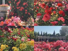 -桃花堤公园