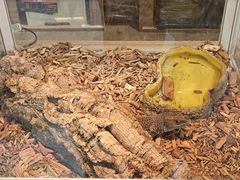 -酷以爬仙阁实体爬宠店·守宫·蜥蜴·专业繁育