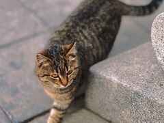 -西安大兴善寺