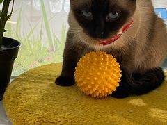 -COLOR PETS 撸猫馆·购猫·猫咖(长风大悦城店)