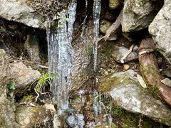 -天目山大树王景区