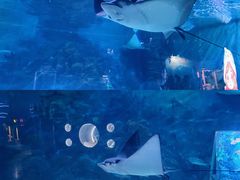 -烟台海昌鲸鲨海洋公园