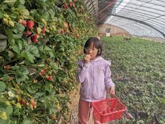 -大自然农场蔬菜草莓采摘园