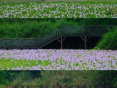 -白鹭湾湿地公园