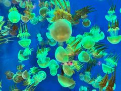 -成都浩海立方海洋公园