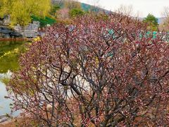 -北京西山国家森林公园