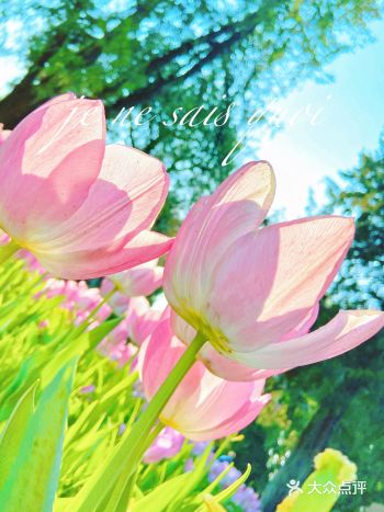 中山公园  | 郁金香花海