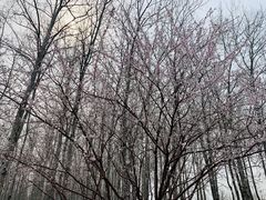 -仁和公园(顺义区)